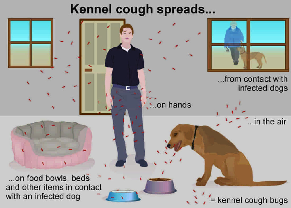 Kennel Cough PDSA - Vaccination Schedule For Kennel Cough