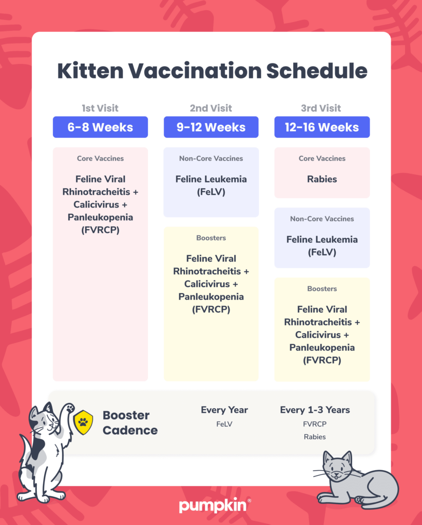 Kitten Vaccination Schedule A Guide For New Cat Owners Pumpkin  - Kitten Vaccine Schedule Usa