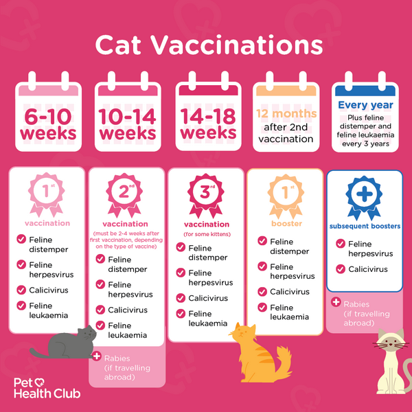 Kitten Vaccinations Guide Protect Your Cat My Family Vets - Kitten Vaccinations Schedule Uk