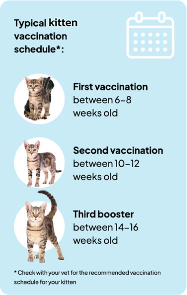 Kitten Vaccinations Spearwood Veterinary Hospital - Kitten Vaccinations Schedule Uk