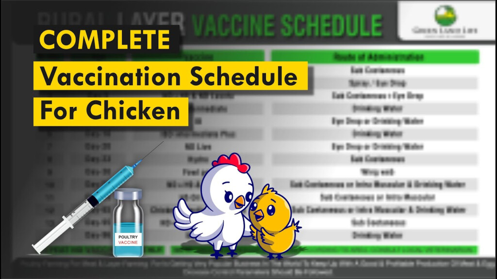 Layers Chicken Vaccination Schedule Chart Full Vaccine Program YouTube - Poultry Vaccination Schedule