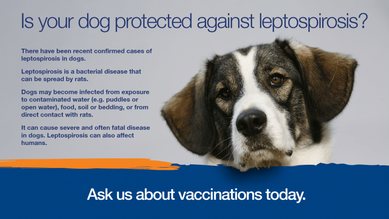 Leptospirosis Alert Sydney Animal Hospitals - Dog Lepto Vaccine Schedule