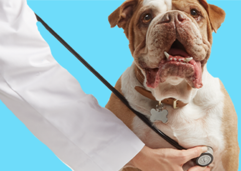 Low Cost Pet Vaccination Clinic Dog Cat Vaccinations Microchips  - Vetco Puppy Vaccination Schedule