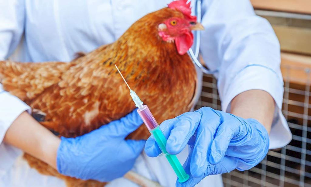 Online Poultry Farming Safety Vaccination Pest Control Course Reed  - Turkey Bird Vaccination Schedule