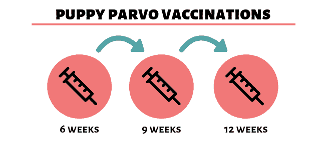 Parvo In Dogs How Dogs Get Parvo Symptoms Treatment Vacciation Info - Parvo Vaccines Schedule