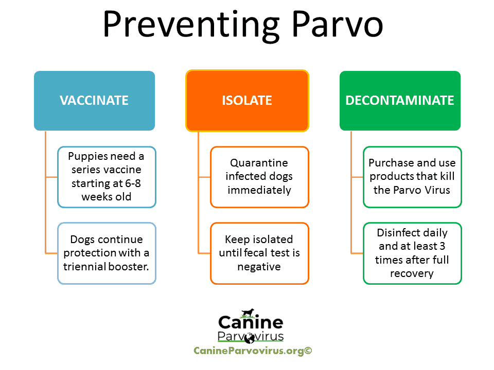 Parvo Prevention Canine Parvovirus Vaccinate Isolate Decontaminate - Parvo Vaccine Schedule For Puppies