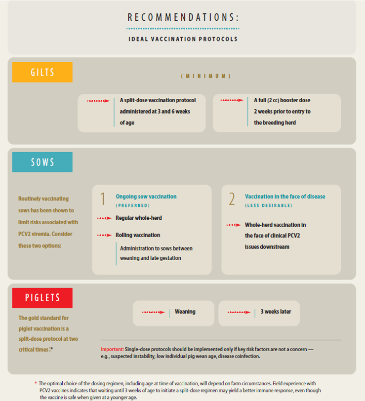 PCV2 Sow Vaccination Recommendations The Pig Site - Vaccination Schedule For Pigs