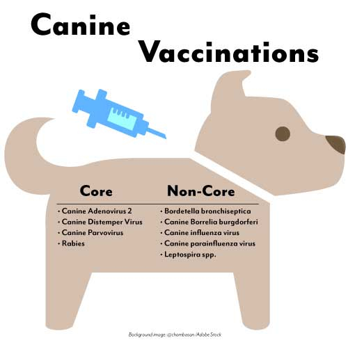 Pet Vaccinations In Memphis MI Greenwood Veterinary Associates - Canine Influenza Vaccine Schedule