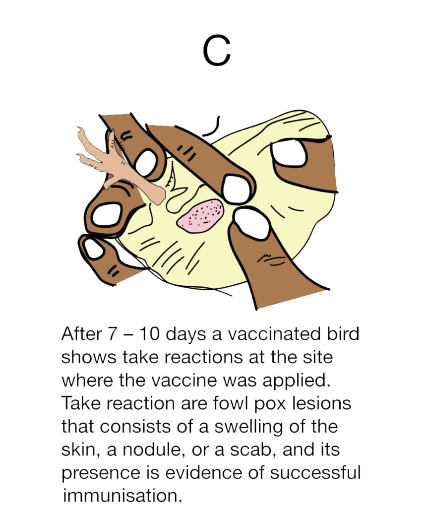 Plucking Feathers Could Needle free Immunisation Methods Boost The  - Fowl Pox Vaccination Schedule