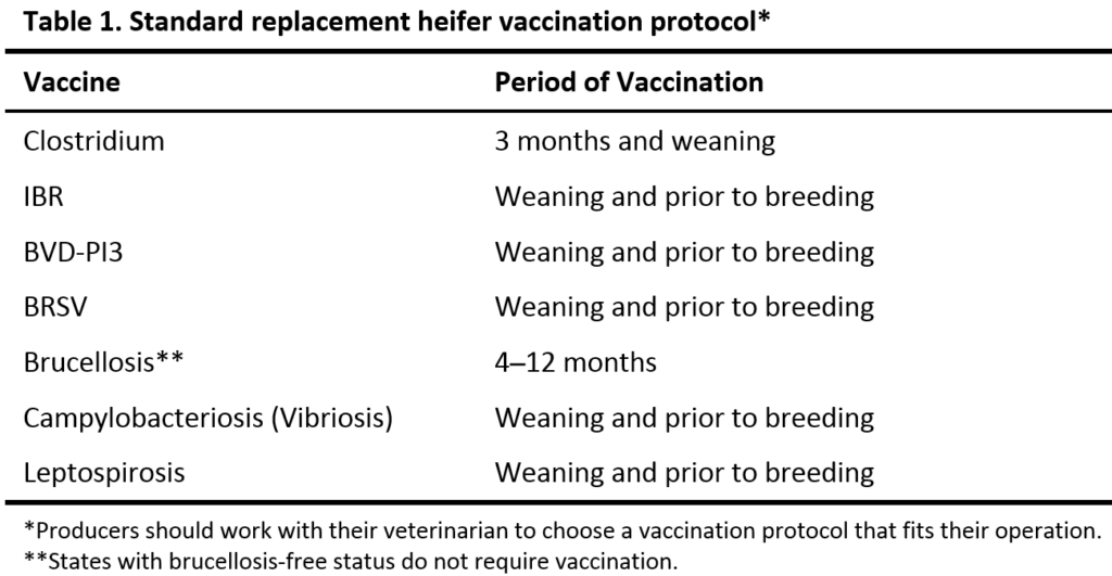 Prebreeding Management For Successful Development Of Beef Replacement  - Vaccination Schedule For Cattle Pdf