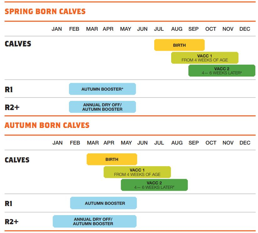 Protect Against Leptospirosis Dairy Wellness NZ Zoetis NZ - Leptospirosis Vaccination Schedule