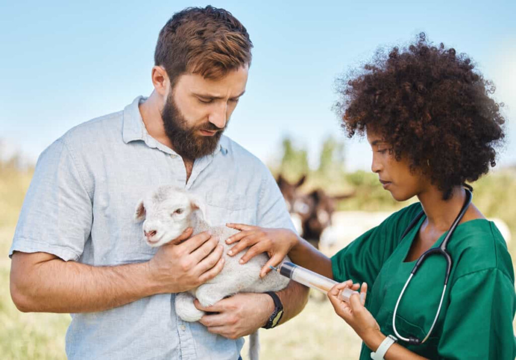 Protecting Your Flock A Comprehensive Guide To Vaccination Schedule  - Printable Goat Vaccination Schedule Chart