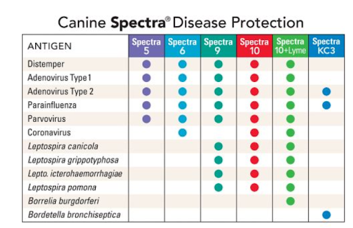 Puppy Vaccination Guide In Malaysia Schedule Types Price More  - Tractor Supply Puppy Vaccine Schedule