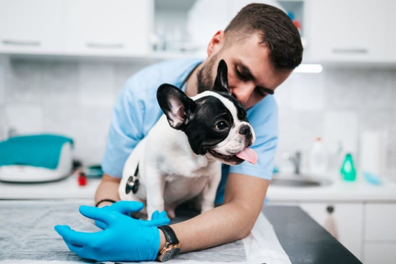 Puppy Vaccination Schedule Austin Vets - Pug Puppy Vaccination Schedule