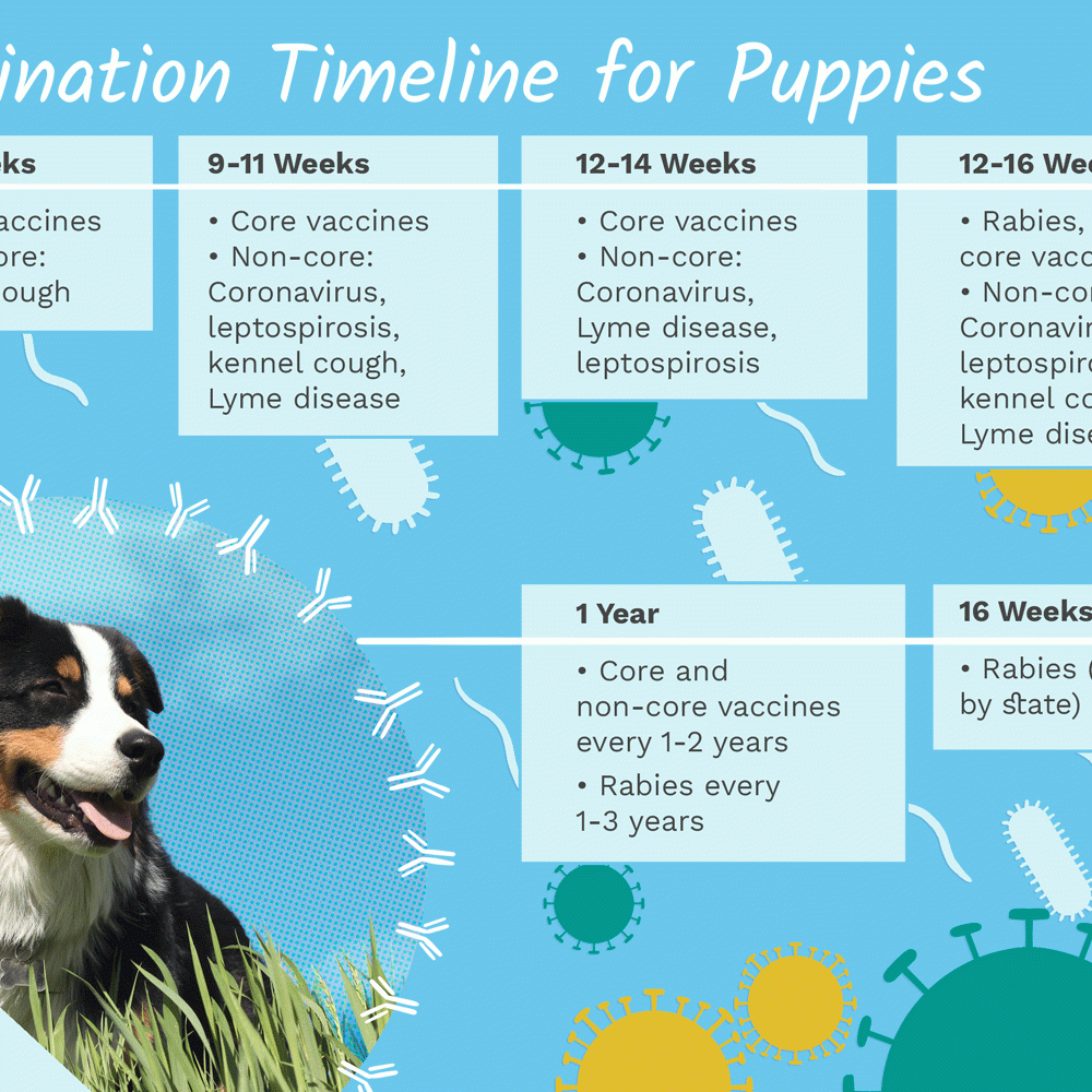 Puppy Vaccination Schedule Chart Best Picture Of Chart Anyimage Org - Avma Puppy Vaccination Schedule