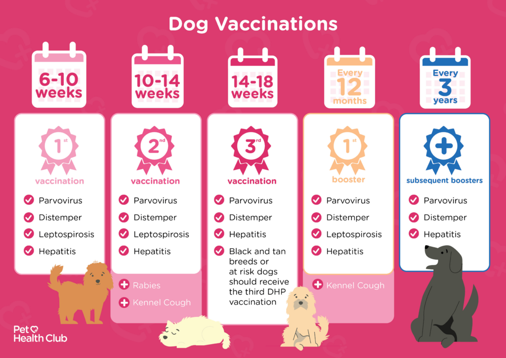 Puppy Vaccination Schedule My Family Vets - Pitbull Puppy Vaccination Schedule