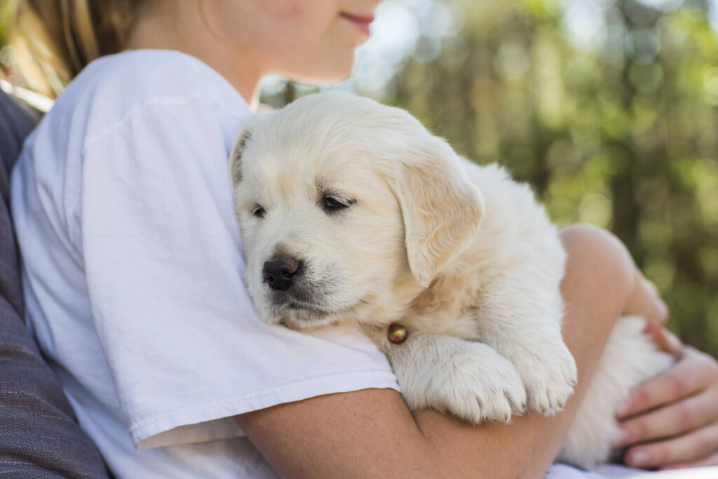 Puppy Vaccination Schedule What Your Puppy Needs Why  - Vaccination Schedule For Golden Retriever Puppies