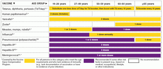 Recommended Adult Immunization Schedule United States 2010 - Mmr Vaccine In Adults Schedule