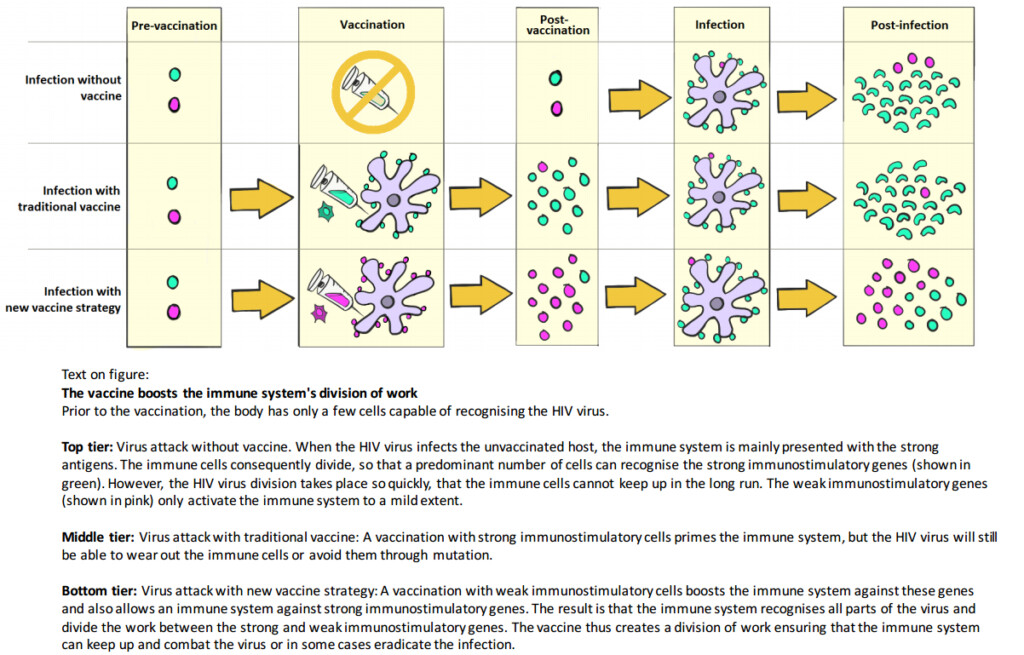 Researchers Take An Important Step Toward An HIV Vaccine - Hiv Vaccine Schedule