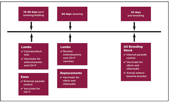 Sheep And Goat Vaccine And Health Management Schedule New Mexico  - Vaccination Schedule For Sheep