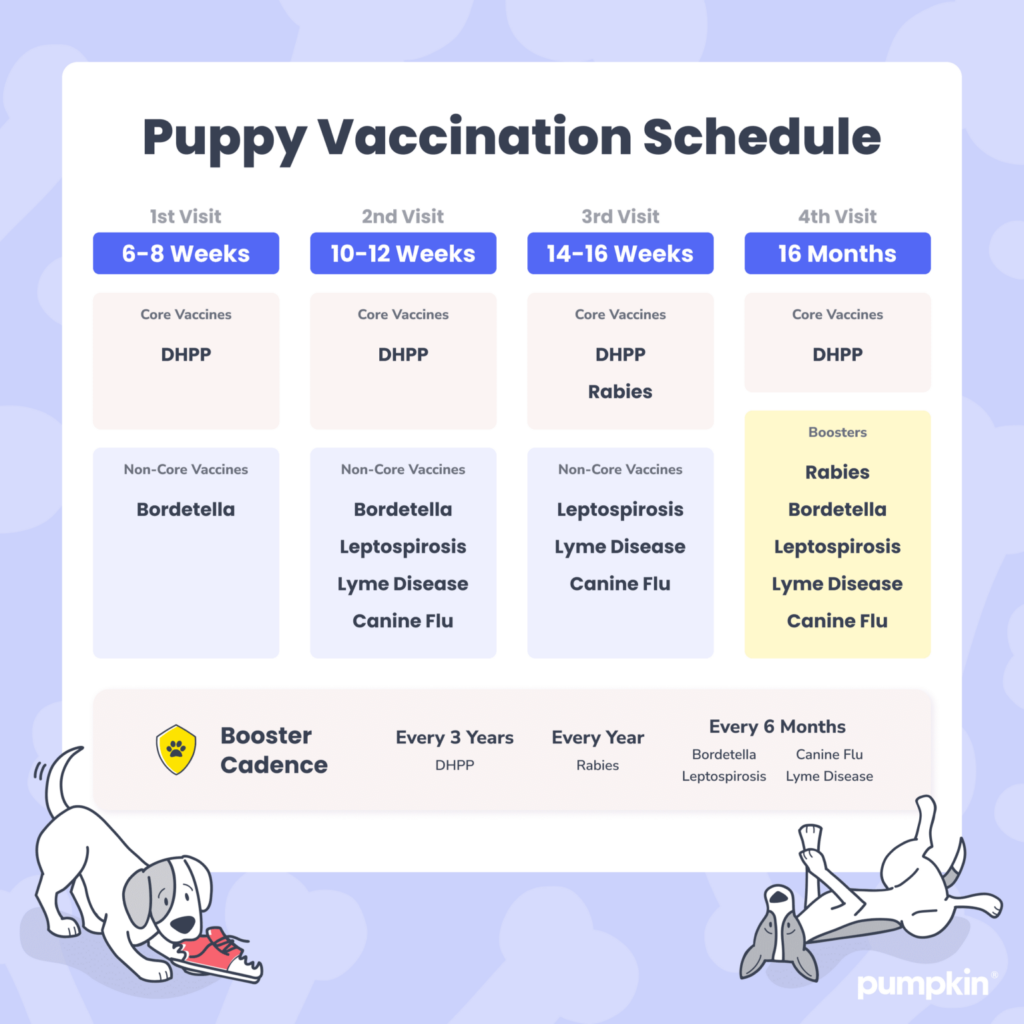 Spotting Lyme Disease In Dogs Symptoms Treatment Pumpkin  - Canine Lyme Vaccine Schedule