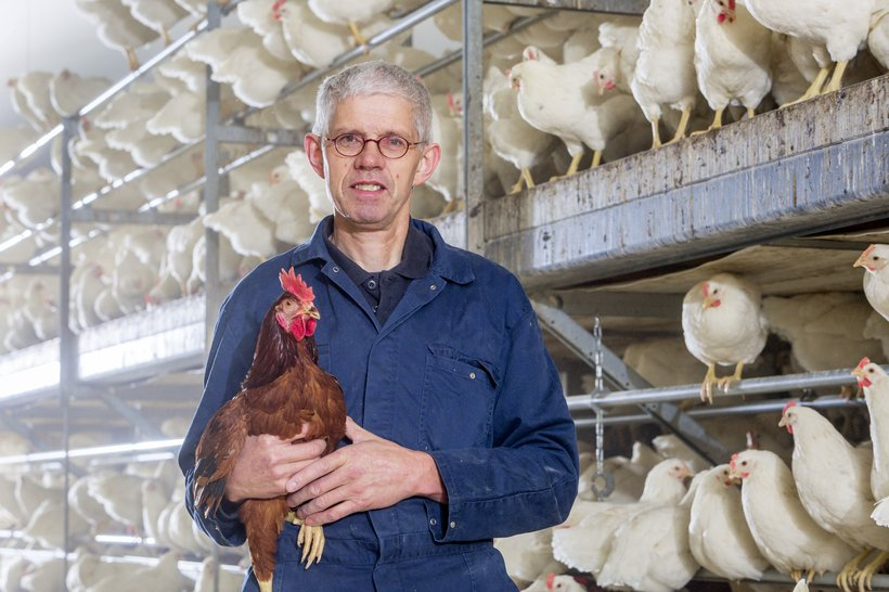 The Challenge Of Designing A Vaccination Program For Layers Laying Hens - Vaccine Schedule For Layers