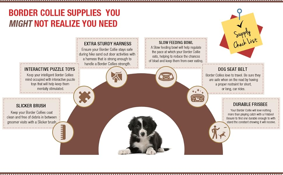 The Complete Guide To Border Collies Training Teaching Feeding  - Border Collie Vaccination Schedule