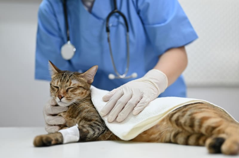 The FVRCP Cat Vaccine Tri County Animal Clinic Louisa Vet - Fvrcp Vaccine Schedule For Cats