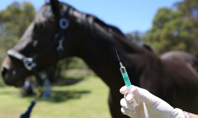 The Hendra Vaccine Has No Effect On Racehorse Performance - Hendra Vaccination Schedule