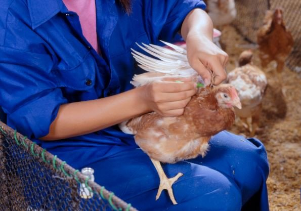 The Importance Of Vaccination Laying Hens - Laying Hens Layer Poultry Vaccination Schedule