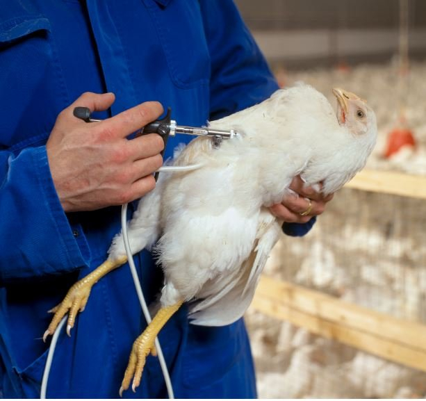 The Importance Of Vaccination Laying Hens - Laying Hens Layer Poultry Vaccination Schedule