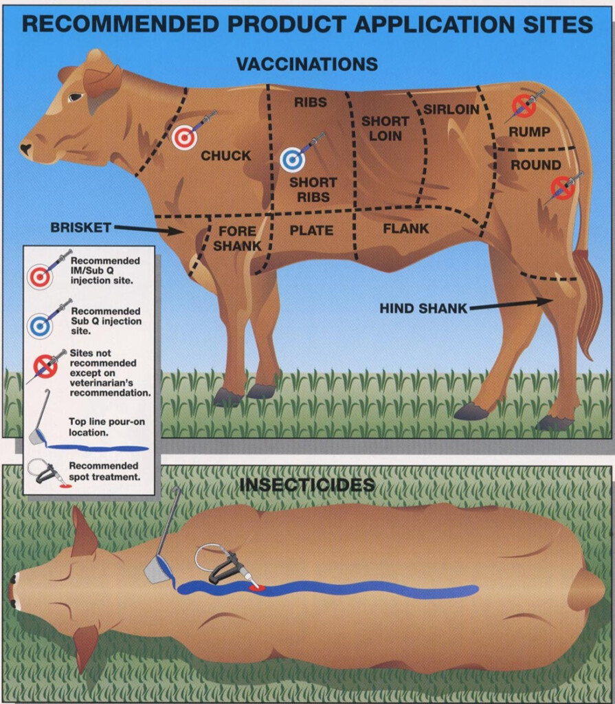 Top Reasons Cattle Vaccines Fail Panhandle Agriculture - Beef Calf Vaccination Schedule