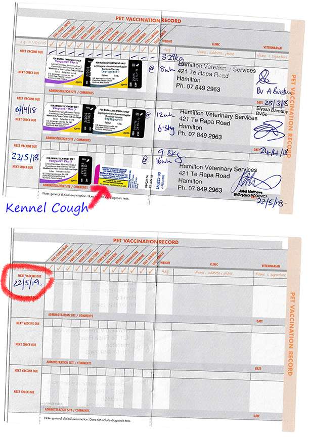 Vaccination Examples Waikato Canine Obedience Club - Vaccination Schedule For Kennel Cough