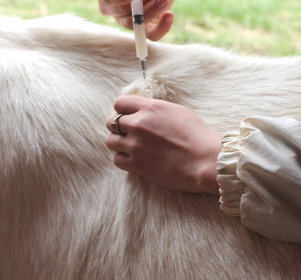 Vaccination Schedule For Goats - Vaccination Schedule For Sheep And Goat