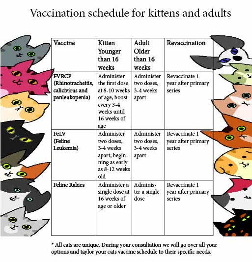 Vaccinations - Schedule Of Cat Vaccinations