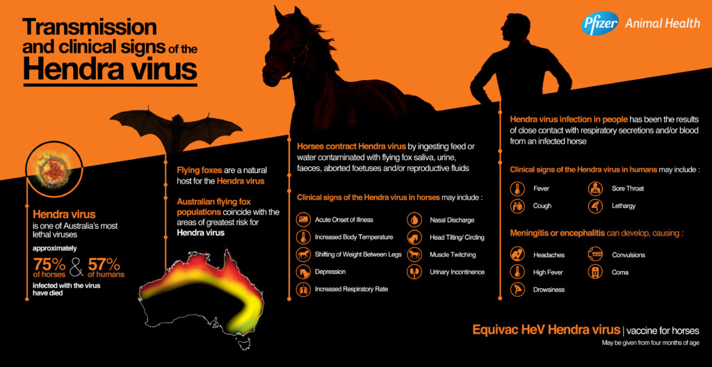 Vaccine Arrives To Boost The Frontline Fight Against Hendra Virus  - Hendra Vaccination Schedule