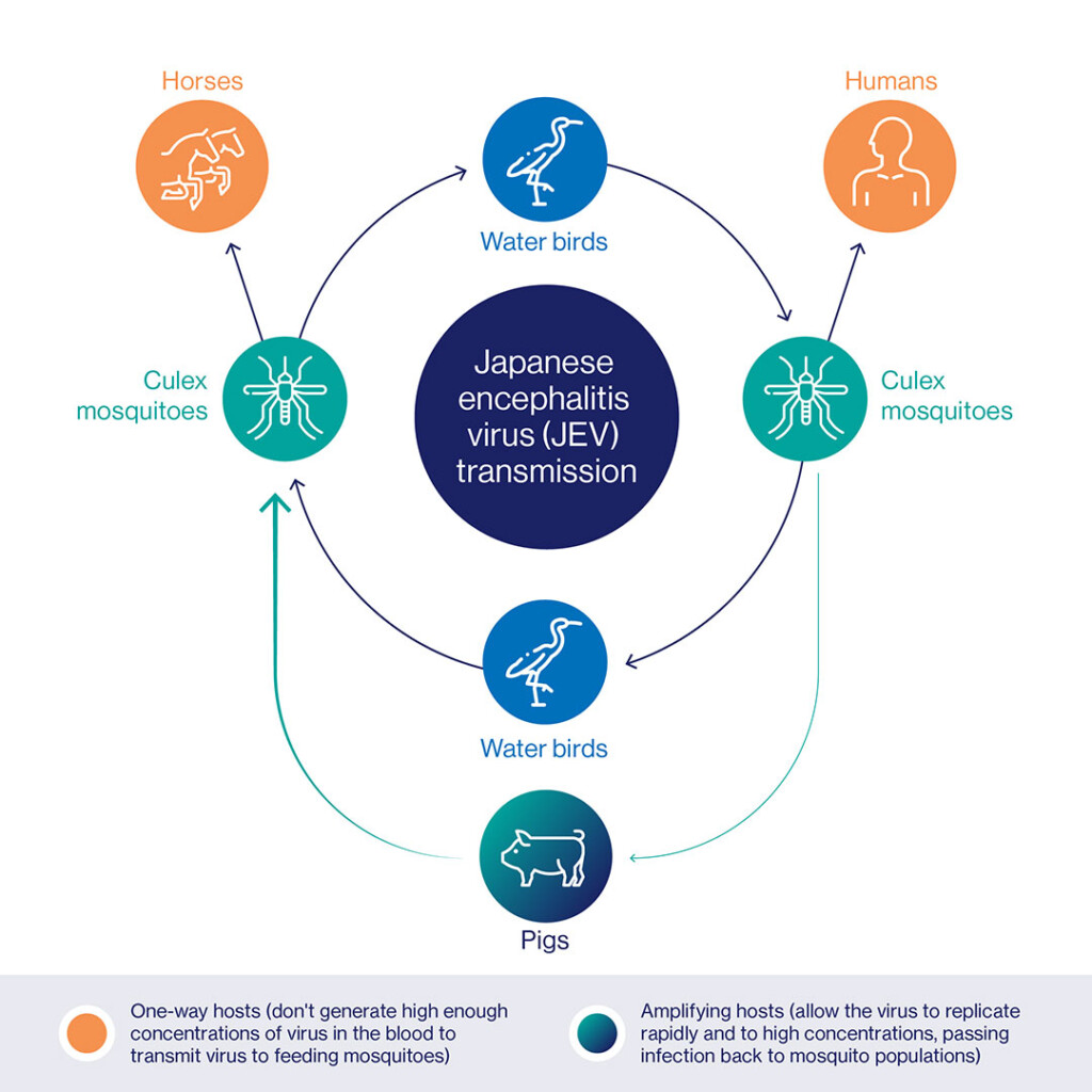 Vaccine Profiles Japanese Encephalitis - Jev Vaccine Schedule