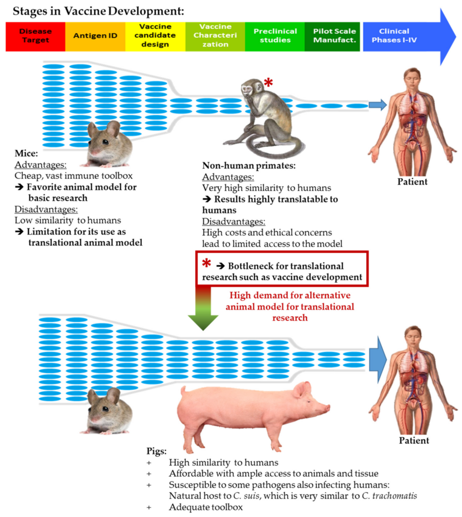 Vaccines Free Full Text Mucosal Vaccination With UV Inactivated  - Vaccination Schedule For Pigs