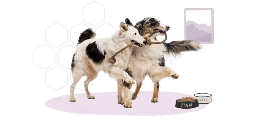 Vanguard Dog Vaccines Zoetis Petcare - Vanguard Dog Vaccine Schedule