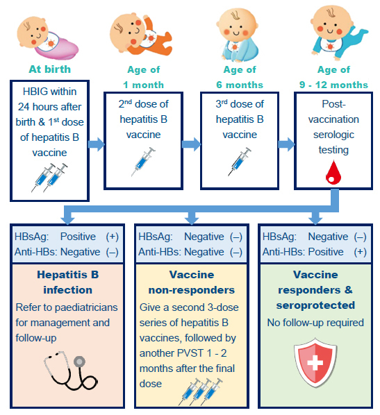 Viral Hepatitis Control Office Hepatitis Elimination Mother to  - Hep B Vaccine Infant Schedule