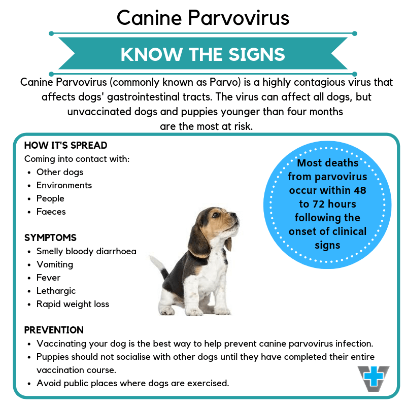 What Dog Owners Need To Know About Parvovirus SPCA Albrecht - Parvovirus In Dogs Vaccination Schedule