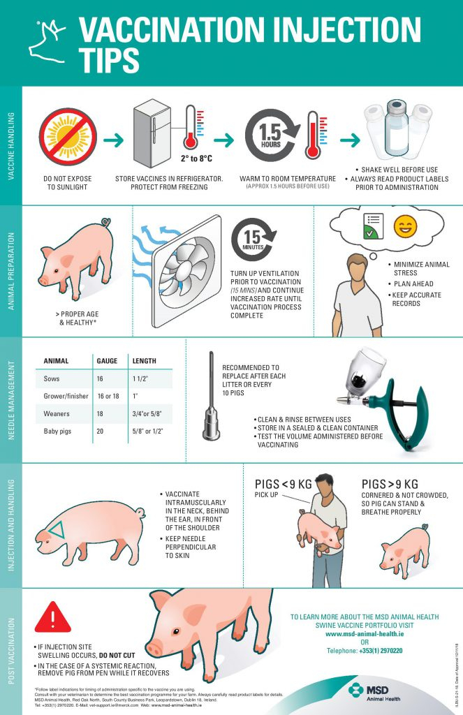 What Is Best Practice When It Comes To Vaccinating My Pigs Agriland ie - Vaccination Schedule For Pigs