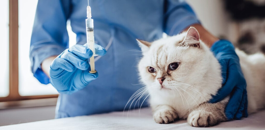 What Is FVRCP Vaccine And Does Your Kitten Need It The Vets - Fvrcp Vaccine Schedule For Cats