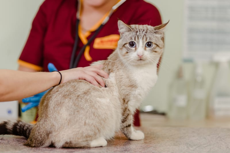 What Is The FVRCP Cat Vaccine Harbor Animal Hospital - Fvrcp Kitten Vaccine Schedule