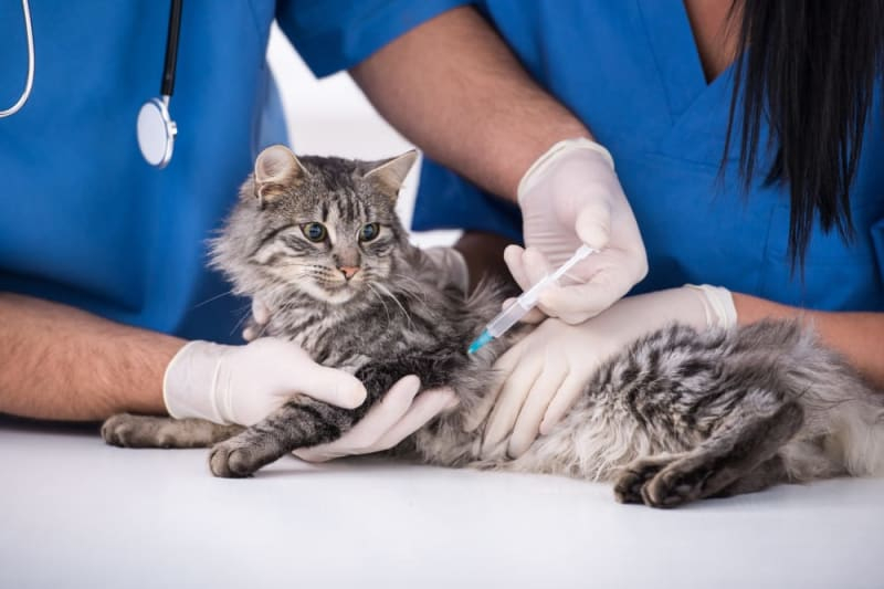 What Is The FVRCP Cat Vaccine Rabun County Vet - Fvrcp Vaccine Schedule For Cats