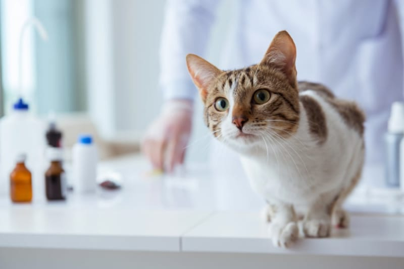 What Is The FVRCP Cat Vaccine Richmond Vets - Fvrcp Kitten Vaccine Schedule