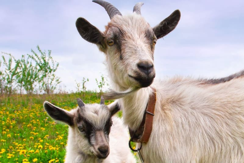 What Vaccines Do Goats Need Stanwood Vets - Goat Cdt Vaccination Schedule