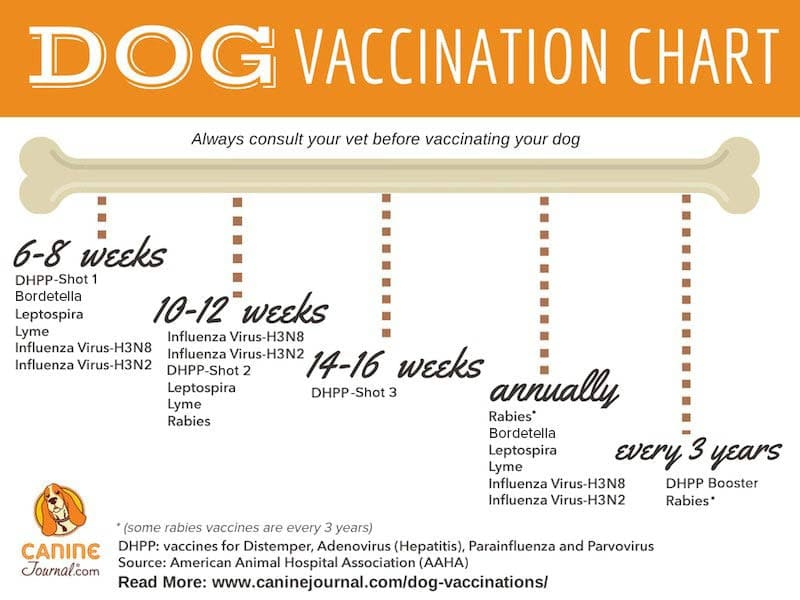 Which Dog Vaccinations Are Necessary Canine Journal - Dog Vaccination Schedule Chart