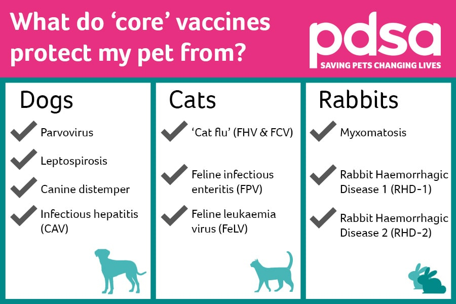 Why Vaccinating Your Pet Is Important PDSA - Vaccination Schedule For Dogs And Cats